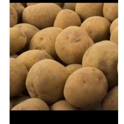 

kentang dieng 500 gr