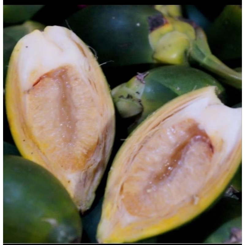 

Pinang Muda