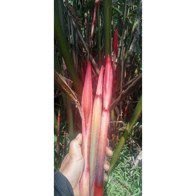 

kecombrang/bunga honje/1pcs