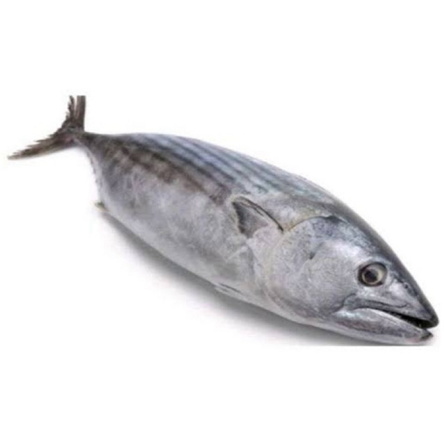 

Ikan tongkol