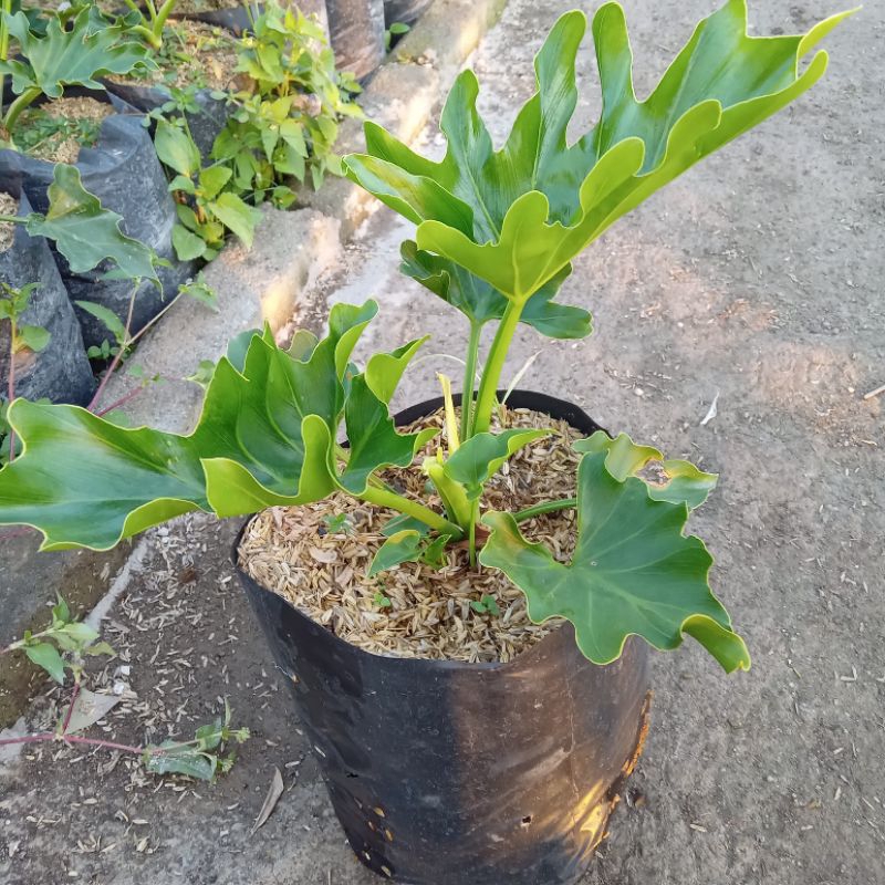 Tanaman hias bunga pilo dendron jari