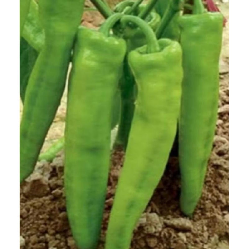 5 BENIH CABE CABAI BESAR JUMBO