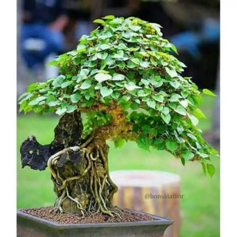 Bahan bonsai waru besar