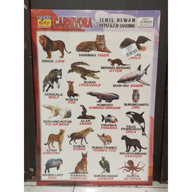 Poster Carnivora Jenis Hewan Pemakan Daging