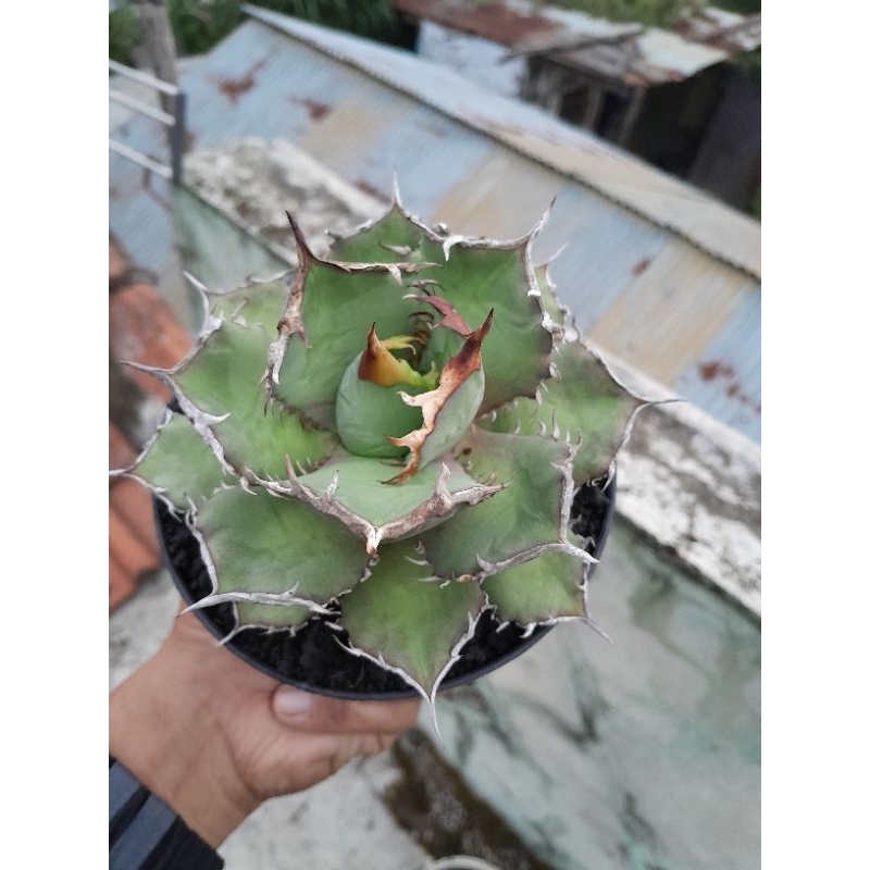 agave titanota fo