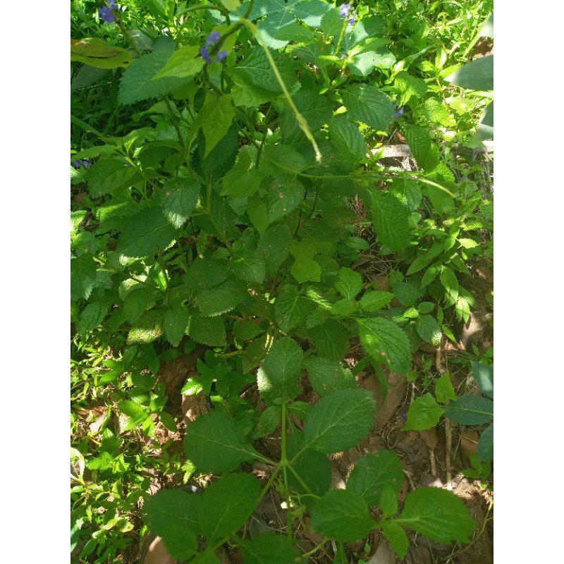 

Daun pecutkuda/jarong segar alami per 500 gram