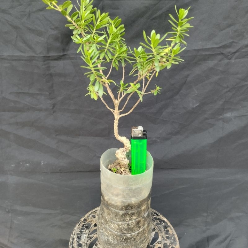 Bahan Bonsai Santigi Karang Berkarakter