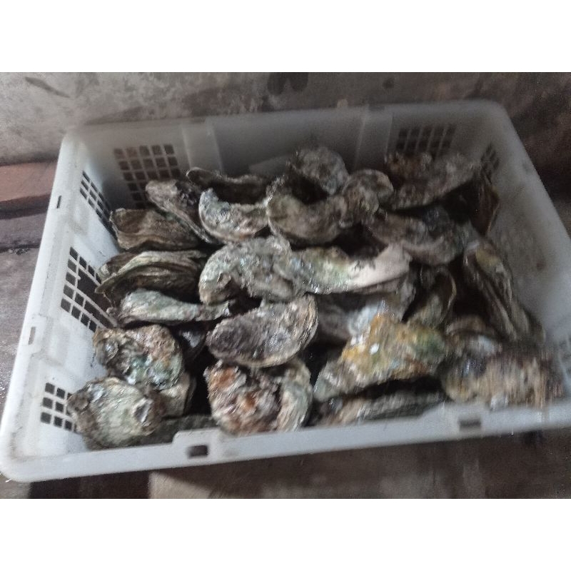 

Kerang Tiram