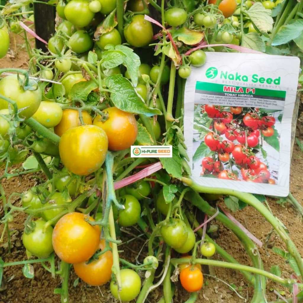 Benih Tomat MILA F1 5 gram Buah Oval Dataran Rendah Menengah Cap Naka Seed