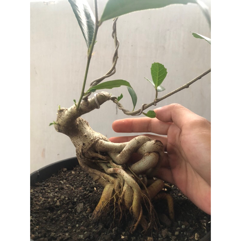 bahan bonsai amplas hijau