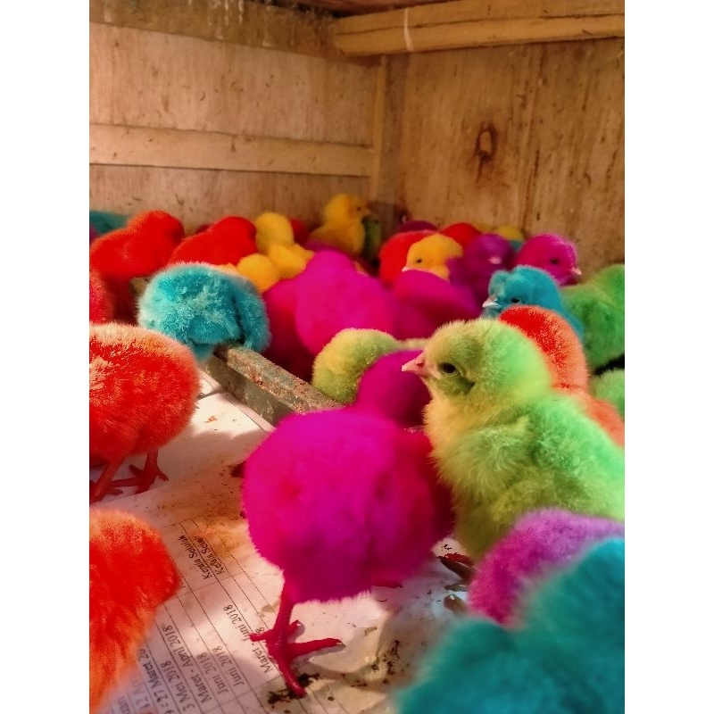 ayam warna/ayam pelangi/ayam hias