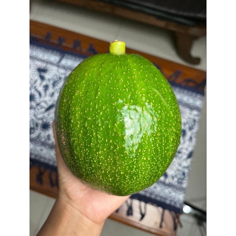 

Alpukat Kendil atau Marcus size 1kg up