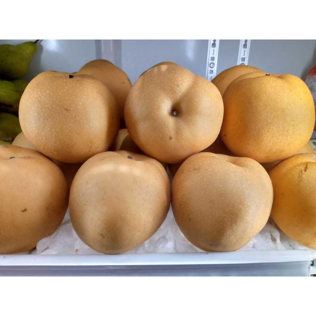 

Pear Singo Jumbo