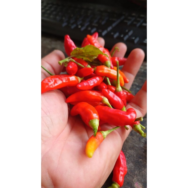 

cabe 4 kg