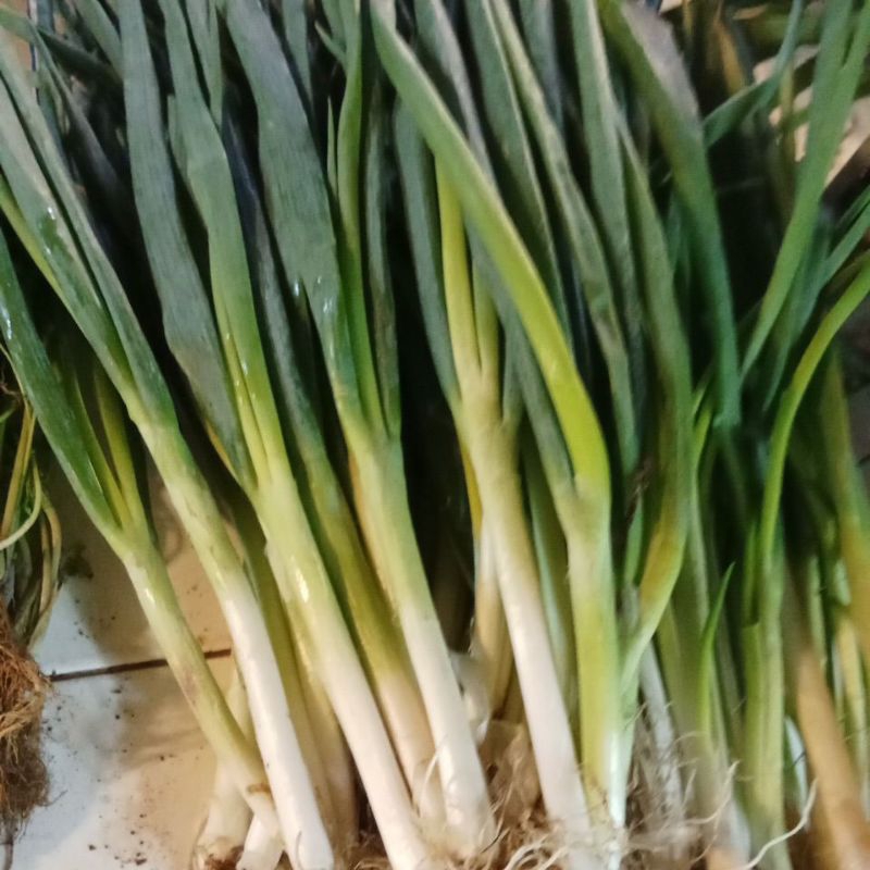 

daun bawang besar 1kg