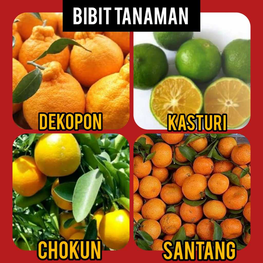 Paket 4 Bibit Jeruk ( Dekopon, Kasturi, Chokun , Santang Madu )