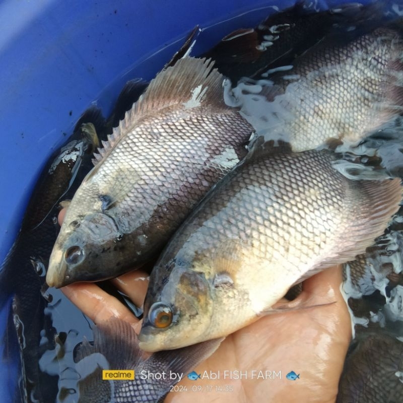 bibit ikan Gurame 4-5 jari
