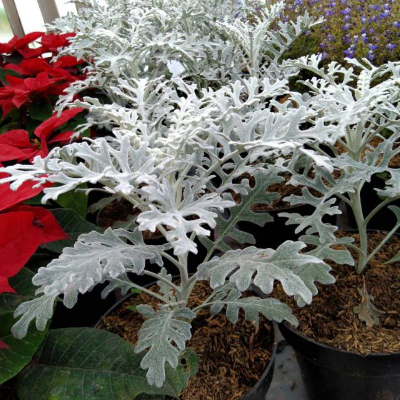 Bunga silverdust putri salju