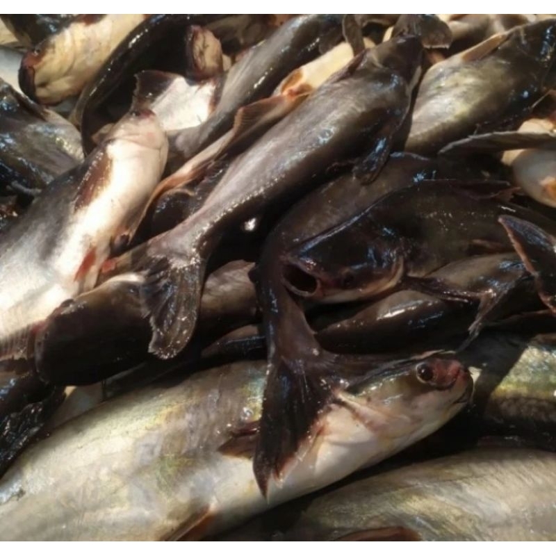 

Ikan patin utuh