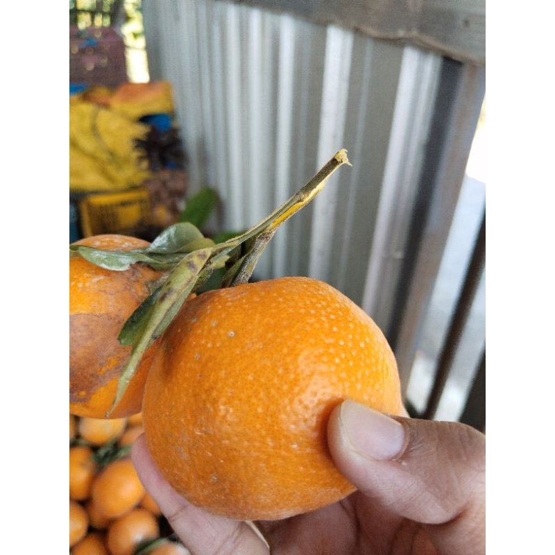 

JERUK SIEM MADU MALANG (1kg)