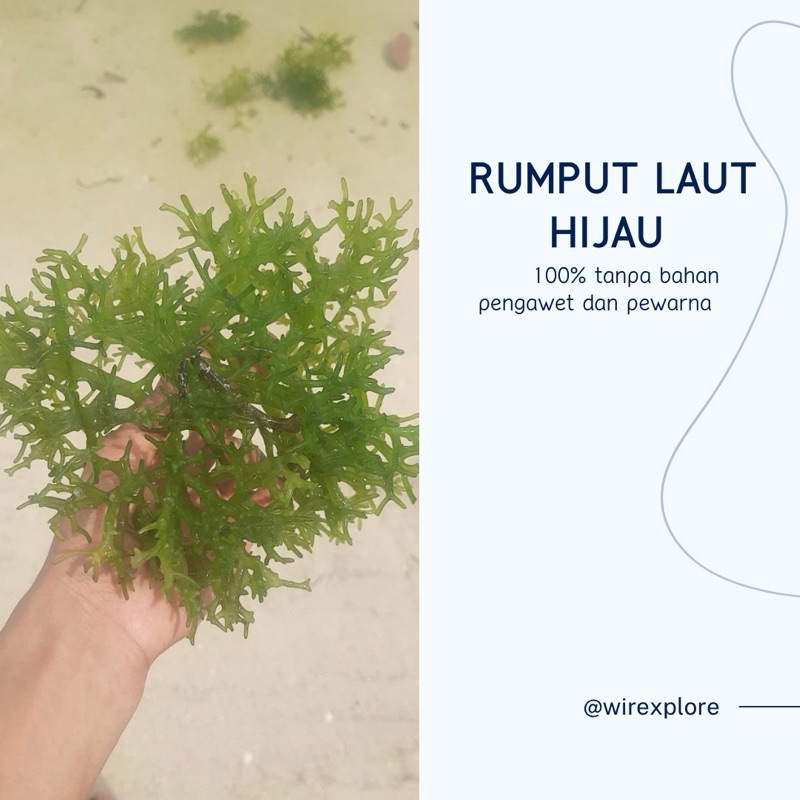 

Rumput Laut Segar “ SIAP OLAH “(1kg)