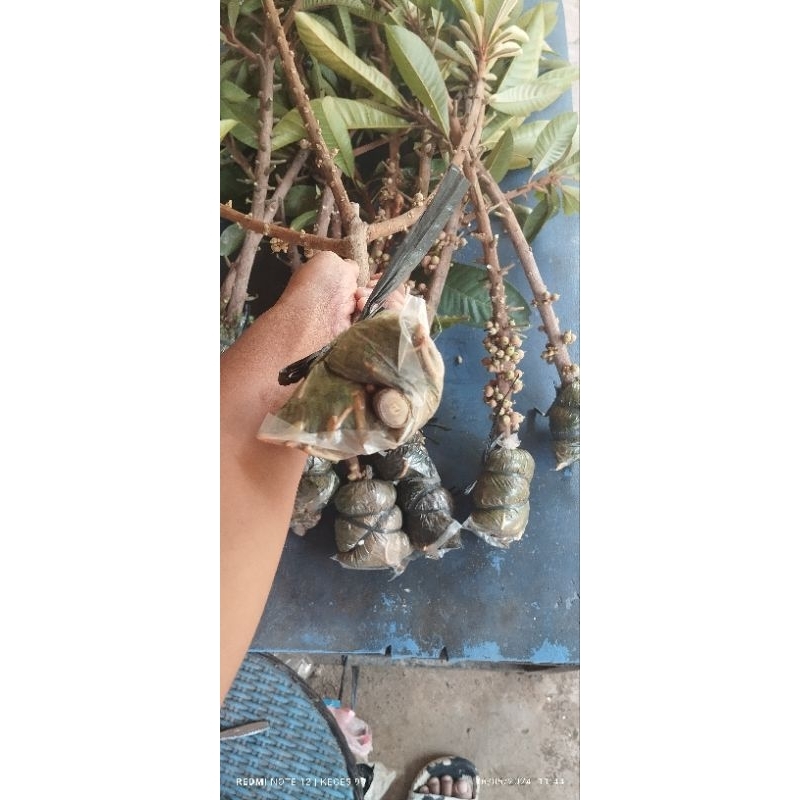 Fres Cangkok Mamey Sapote Loretto dan Havana