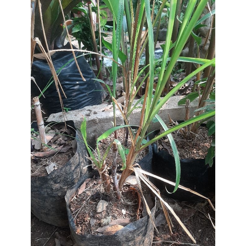 Tanaman herbal tebu ireng