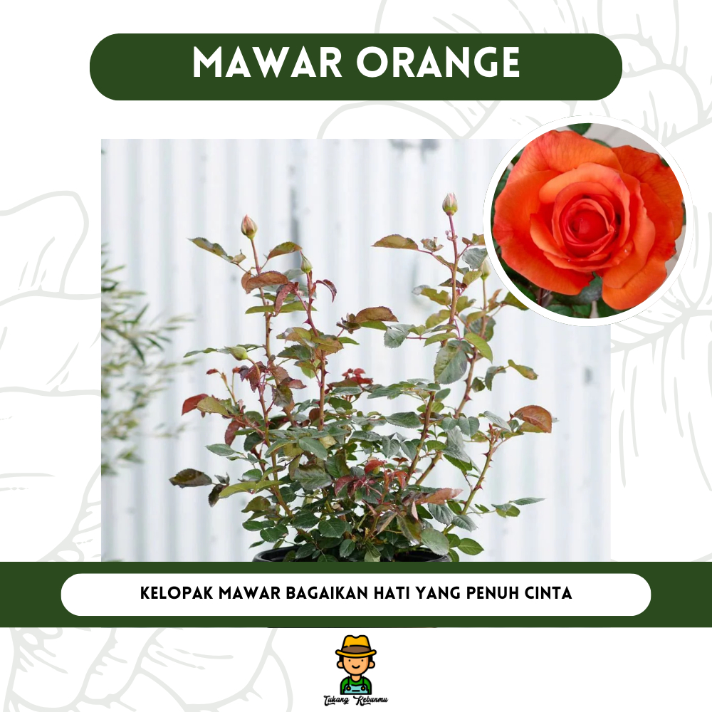 Tanaman Bibit Mawar Orange Bibit Bunga Mawar Berbunga