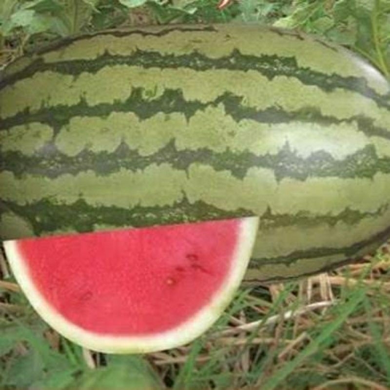 Benih Buah SEMANGKA GAJAH Jumbo Repack Seed