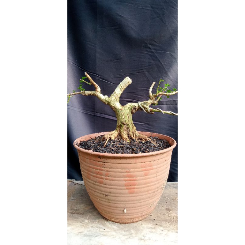 bahan bonsai Sancang prospek ekonomis