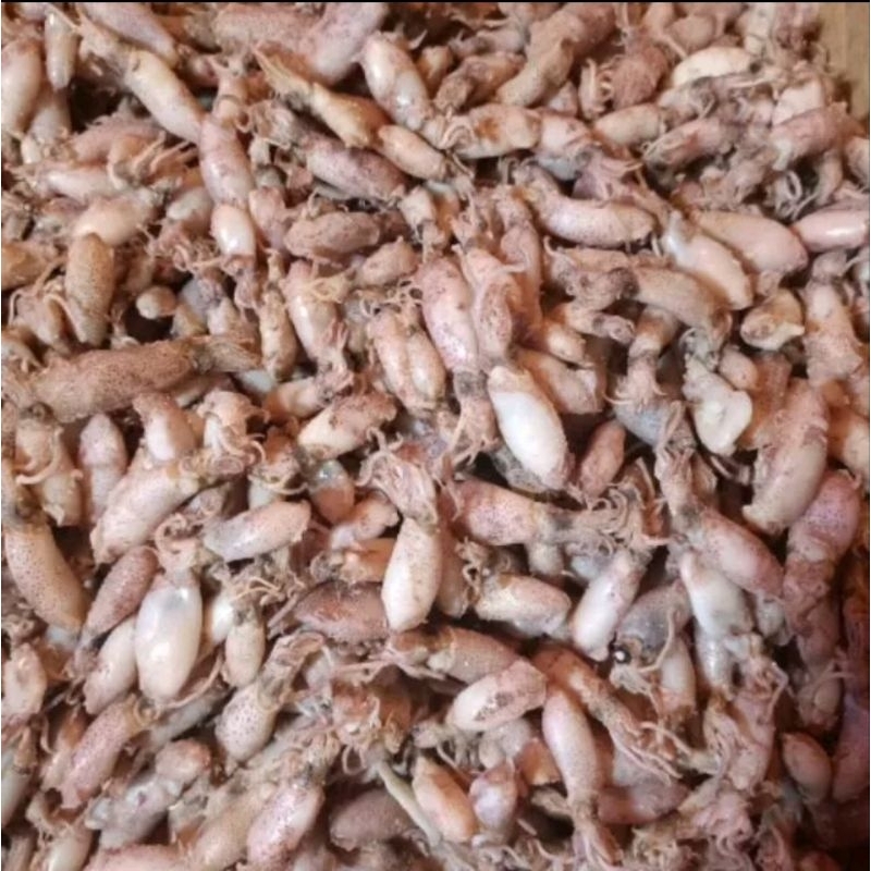 

cumi baby khas Medan 500gram