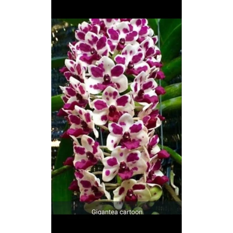 GIGANTEA | ANGGREK GIGANTEA KNOP/MEKAR