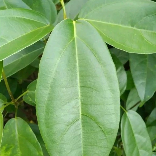 

Daun cincau perdu 1kg