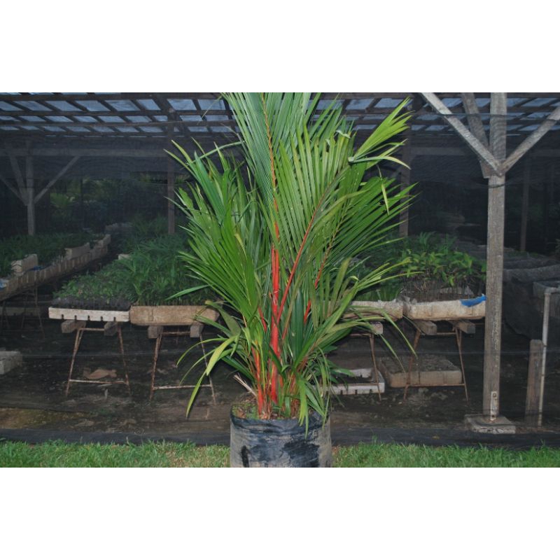 PALEM MERAH 50CM