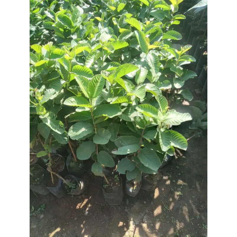 

bibit jambu kristal 2 bibit