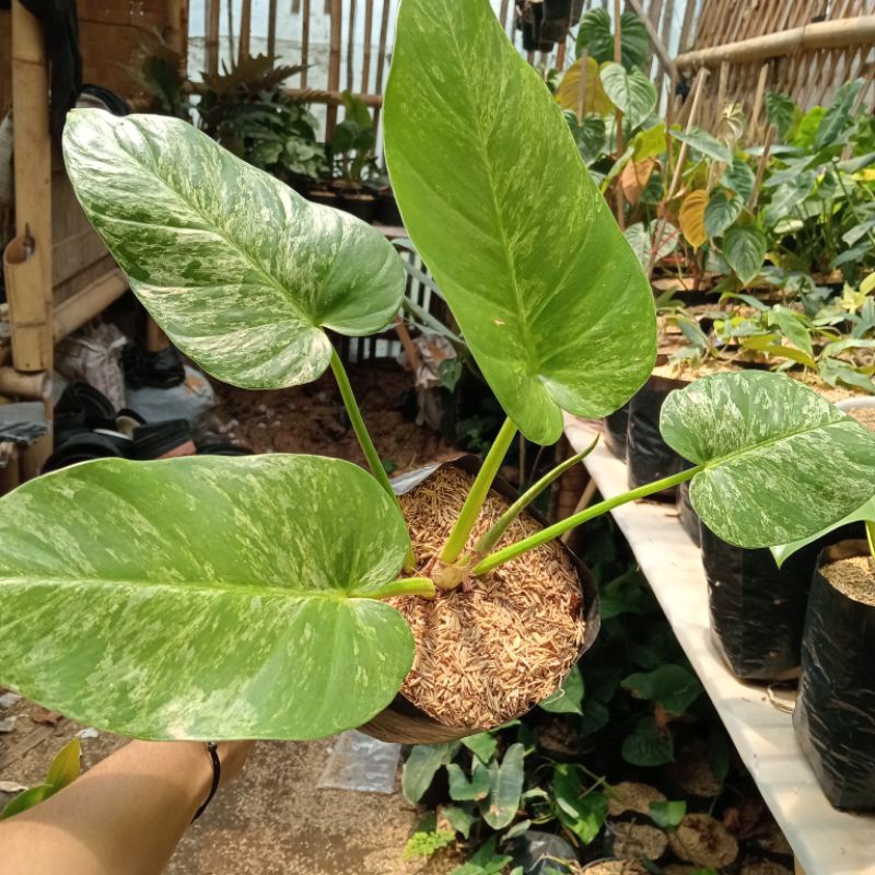 PHILODENRON GIGANTEUM VARIEGATA