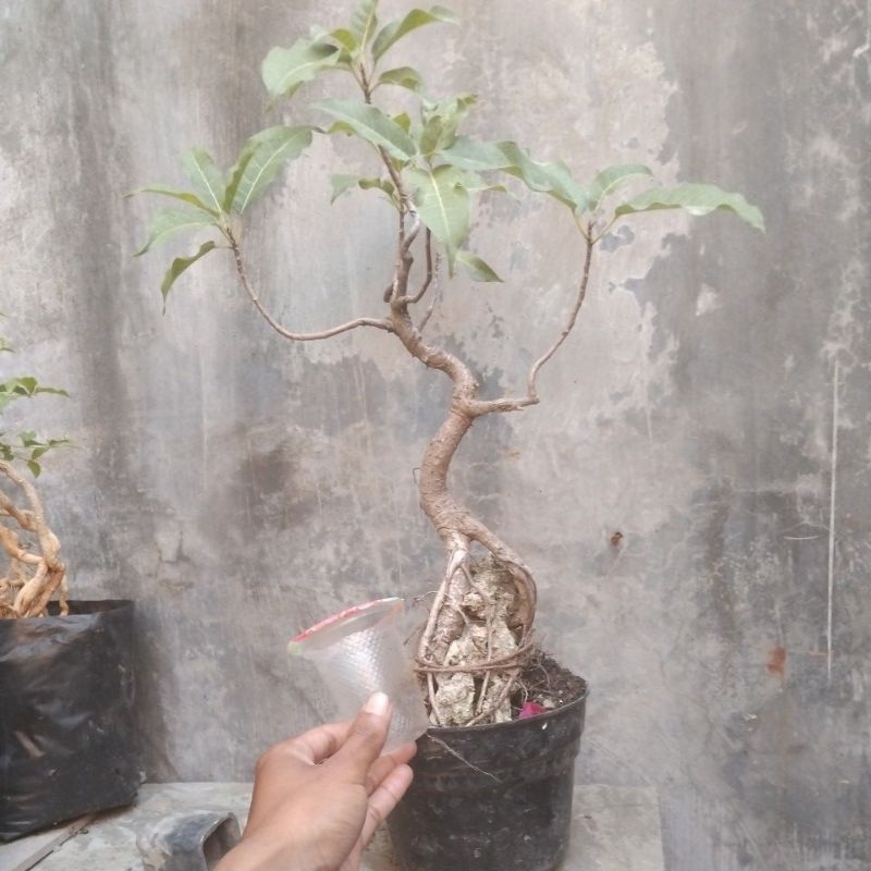 bonsai bunut pucuk merah