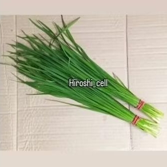 

Daun Kucai Segar