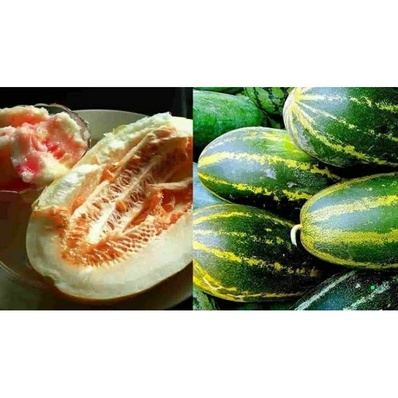 

15 Benih Timun Suri /Buah hirbis loreng