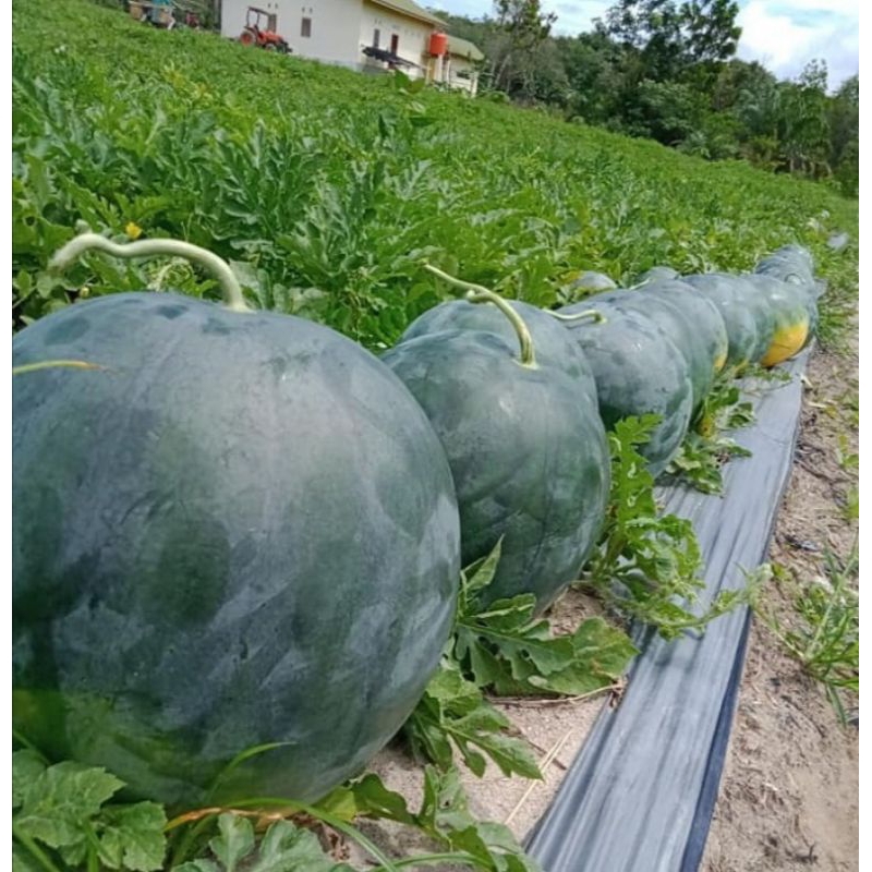 BENIH SEMANGKA KUNING SUPER 50BIJI