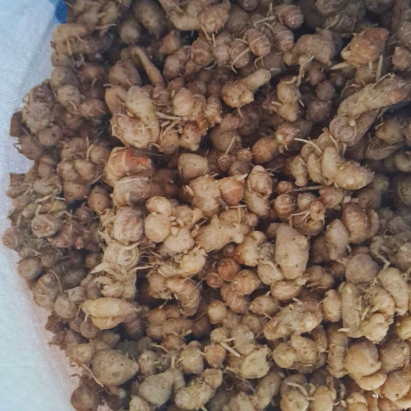 

Kencur Segar Lokal 1 kg | Kencur Seblak 1 kg Aroma Sedap
