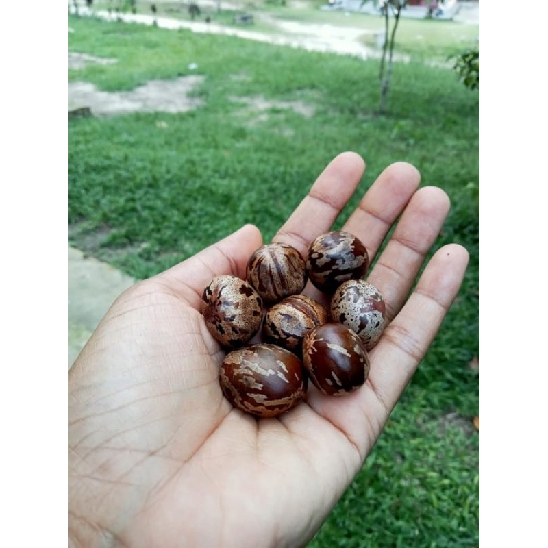 Biji karet unggul borneo  isi 100 biji, cangkang keras