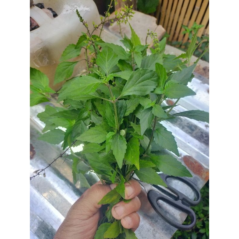 

Daun Kumis Kucing 250 Gram