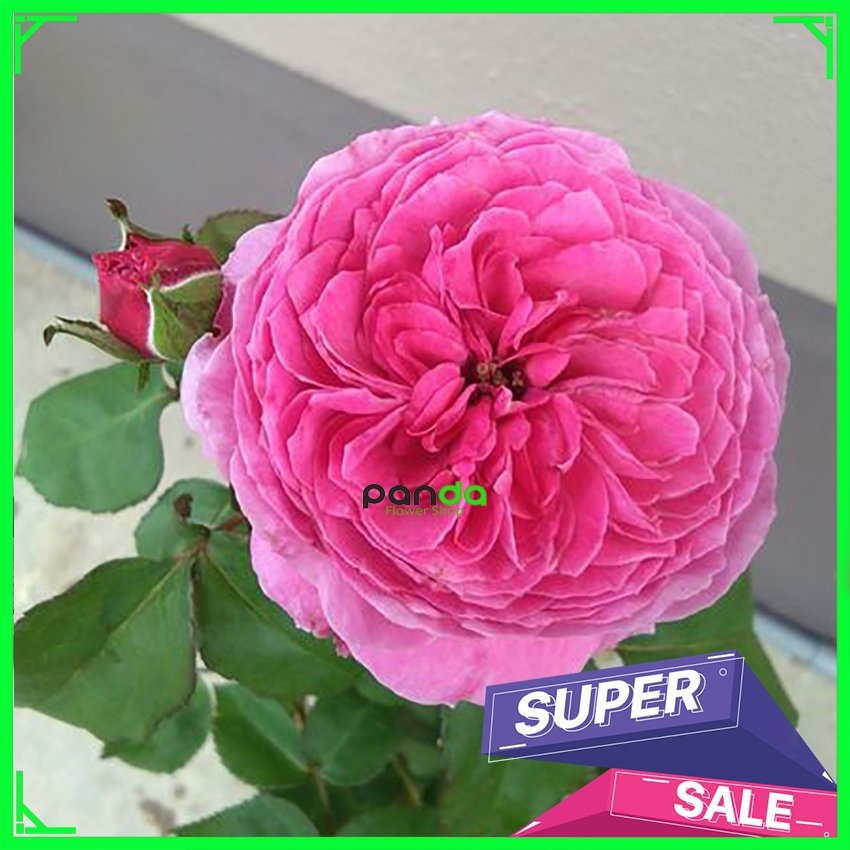 Mawar Import Yuzen - Mawar Jepang