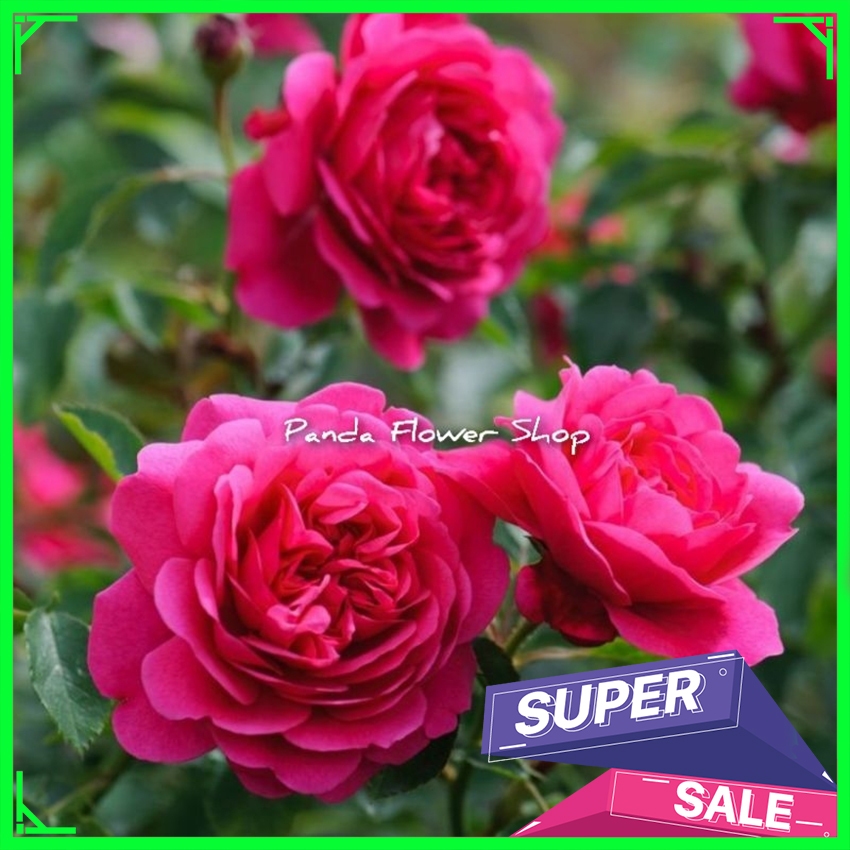 Mawar Import Kate Rose - Mawar Rambat Wangi