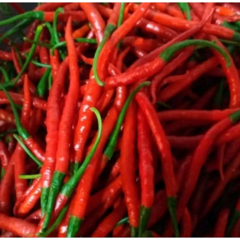 

CABAI / CABE MERAH SEGAR 100gram