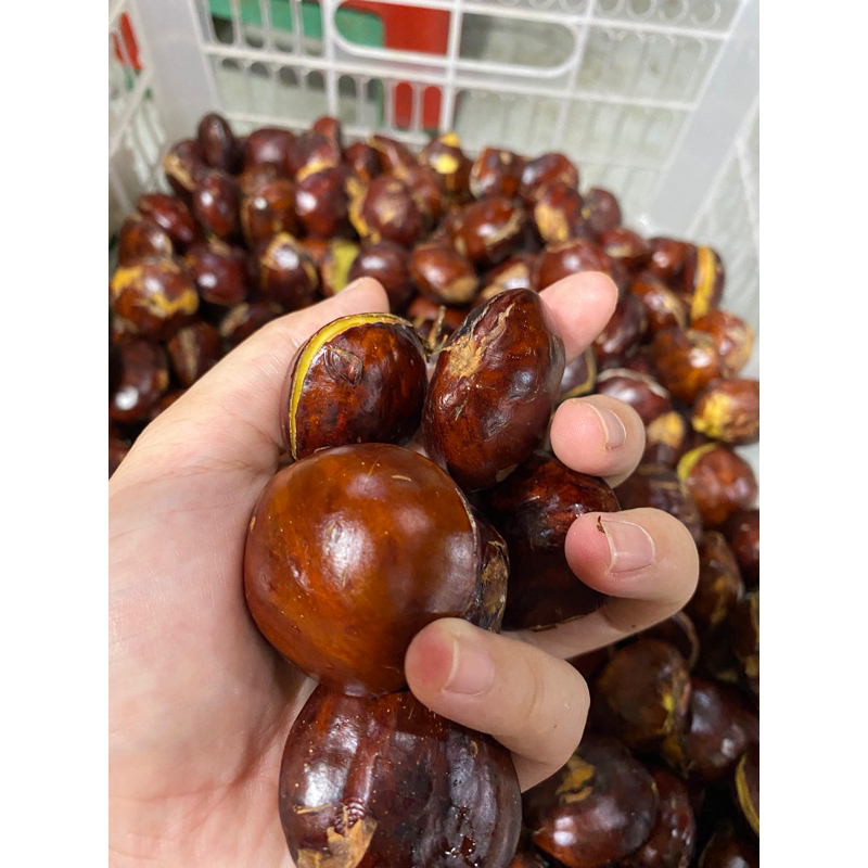 

jengkol tua super fresh 250g