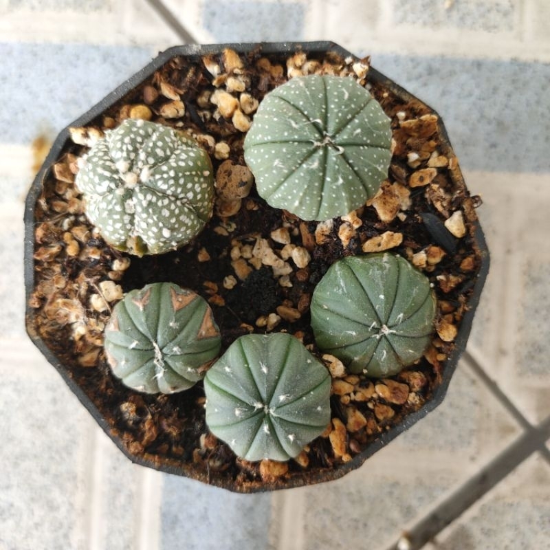 kaktus astrophytum mix