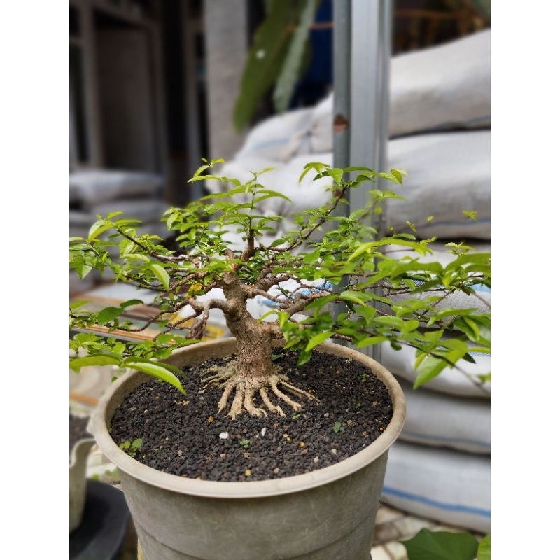 bonsai anting putri bonsai program akar