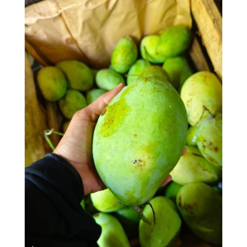 

MANGGA INDRAMAYU FRESH SUPER 1KG